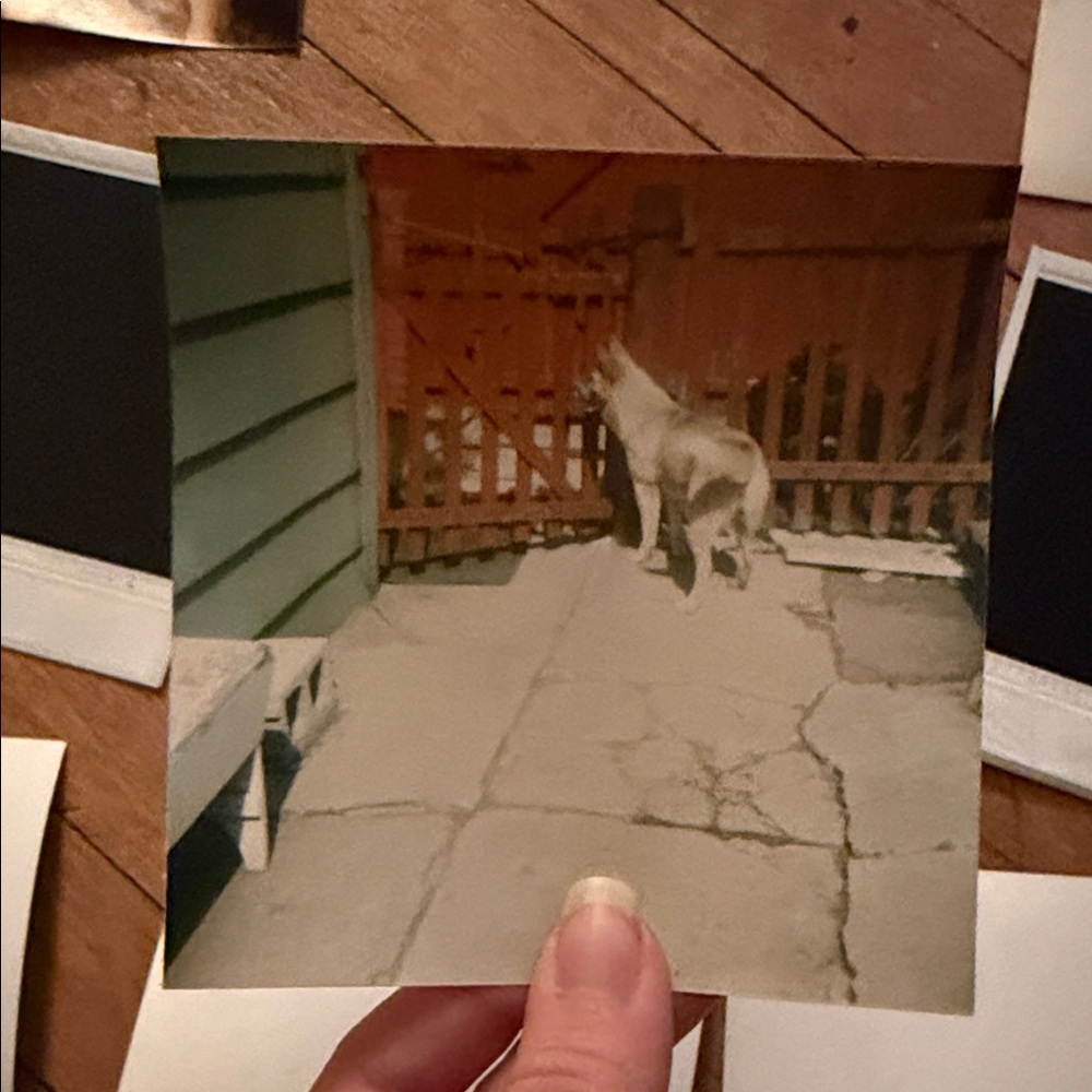 Vintage Dog Photo Collection - Picture 10 of 12
